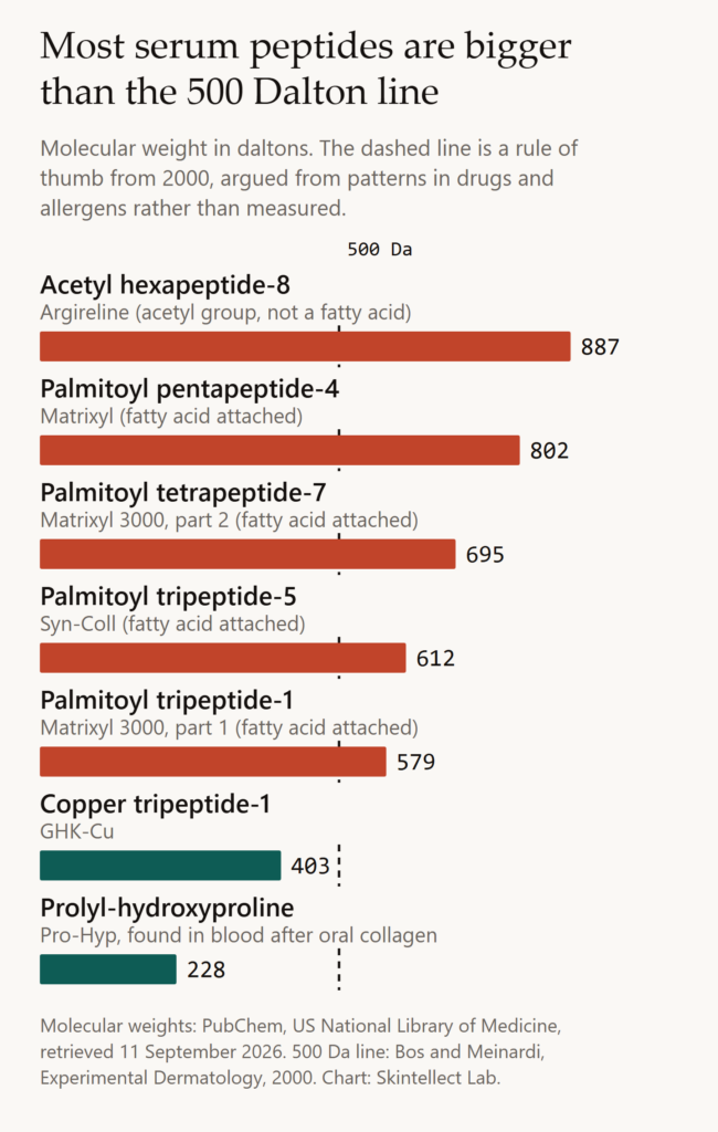 Bar chart of molecular weights: acetyl hexapeptide-8 887, palmitoyl pentapeptide-4 802, palmitoyl tetrapeptide-7 695, palmitoyl tripeptide-5 612, palmitoyl tripeptide-1 579, copper tripeptide-1 403, prolyl-hydroxyproline 228, against a dashed line at 500 daltons.