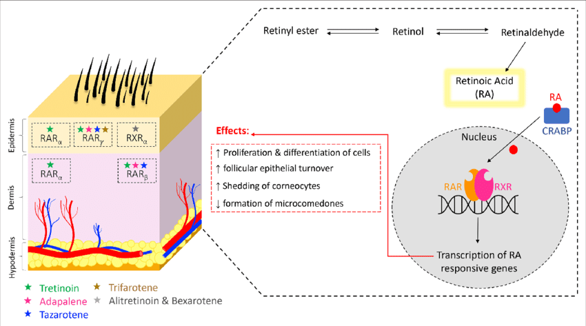 Retinol skin absorbtion